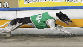 Retired greyhounds loving the beach life